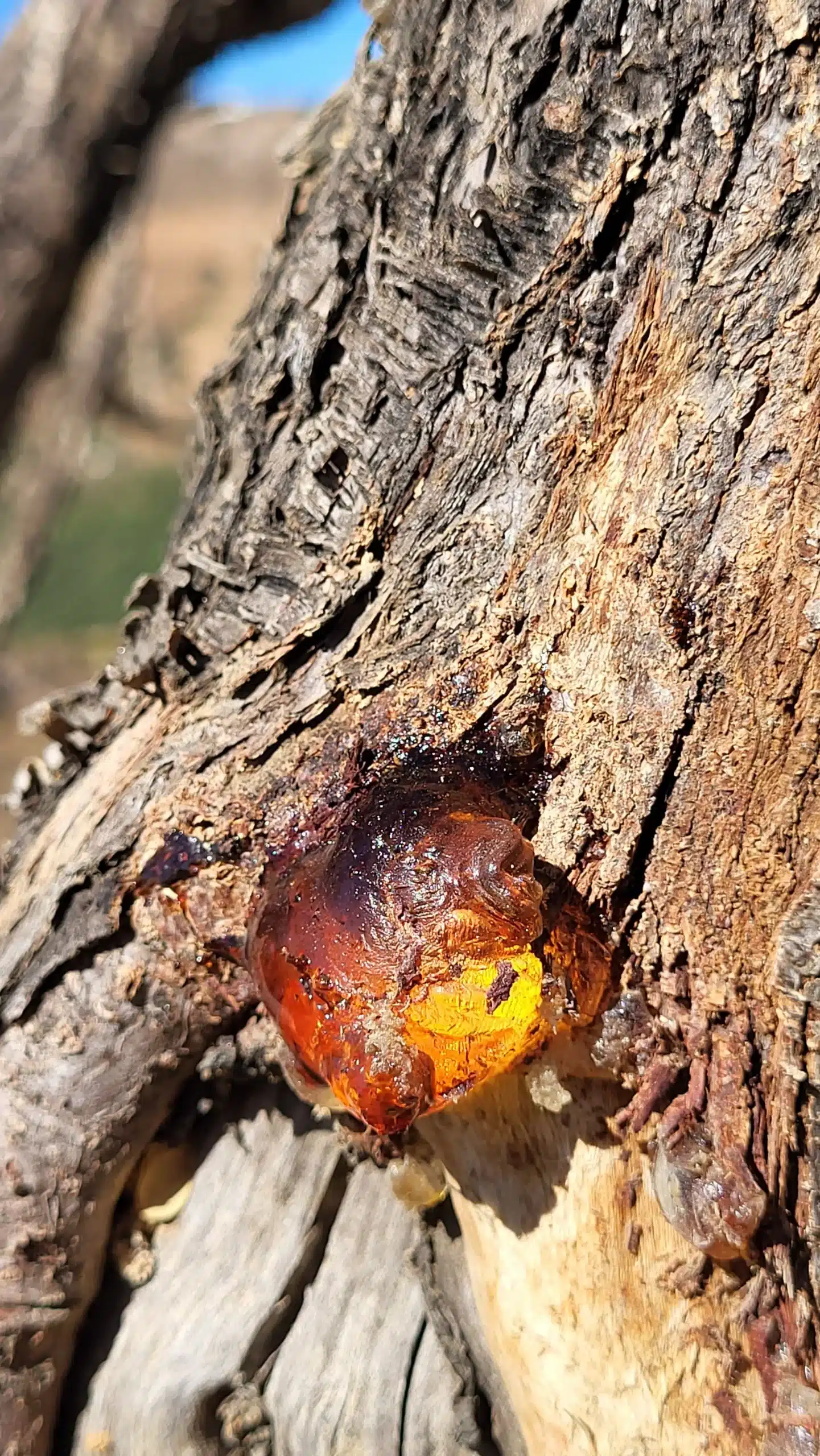 Verletzlichkeit in der Führung - Goldenes Harz am Baum – Symbol für Verletzlichkeit in der Führung