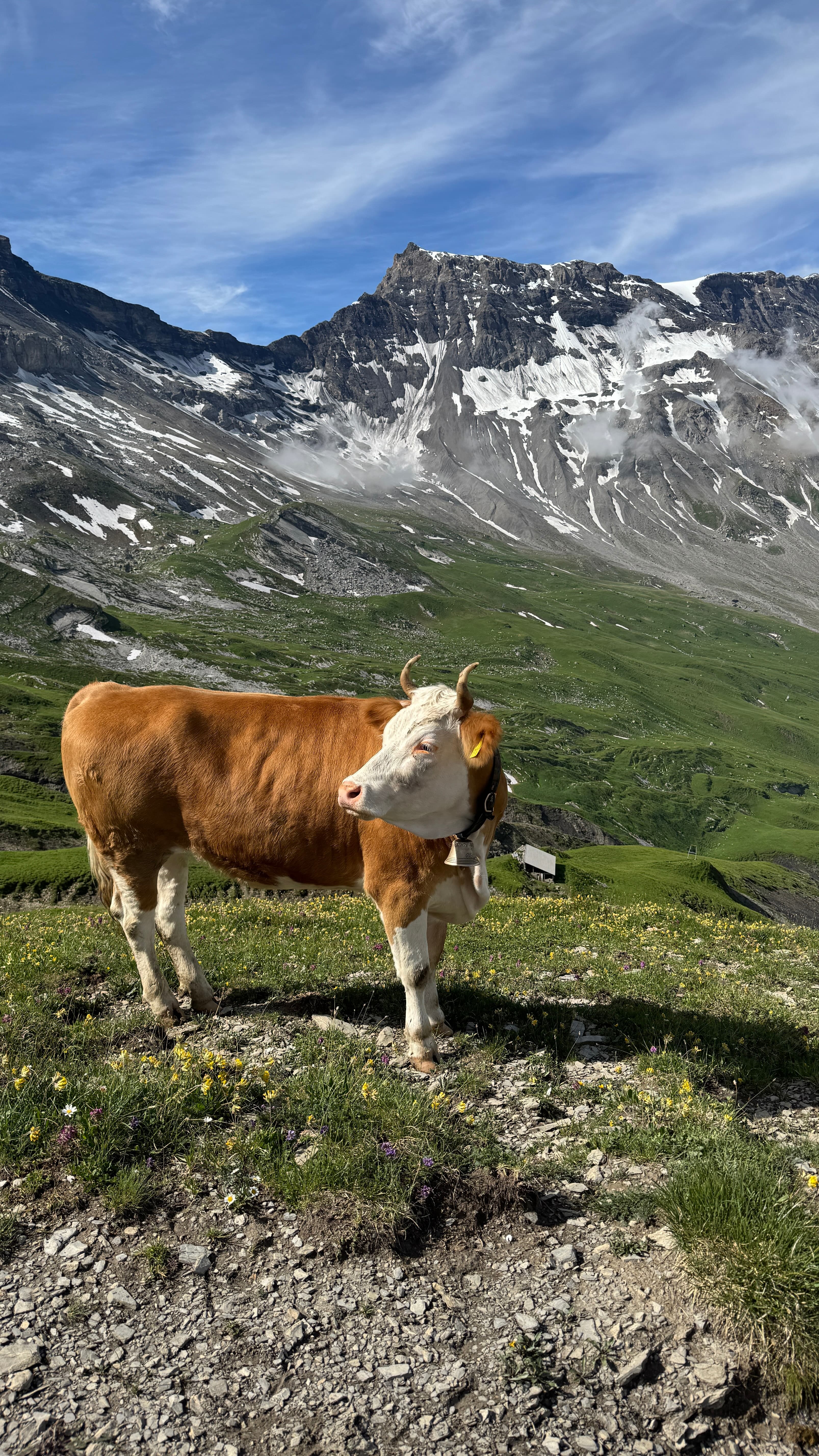 Intensiv Coaching in den Schweizer Bergen Bild 4